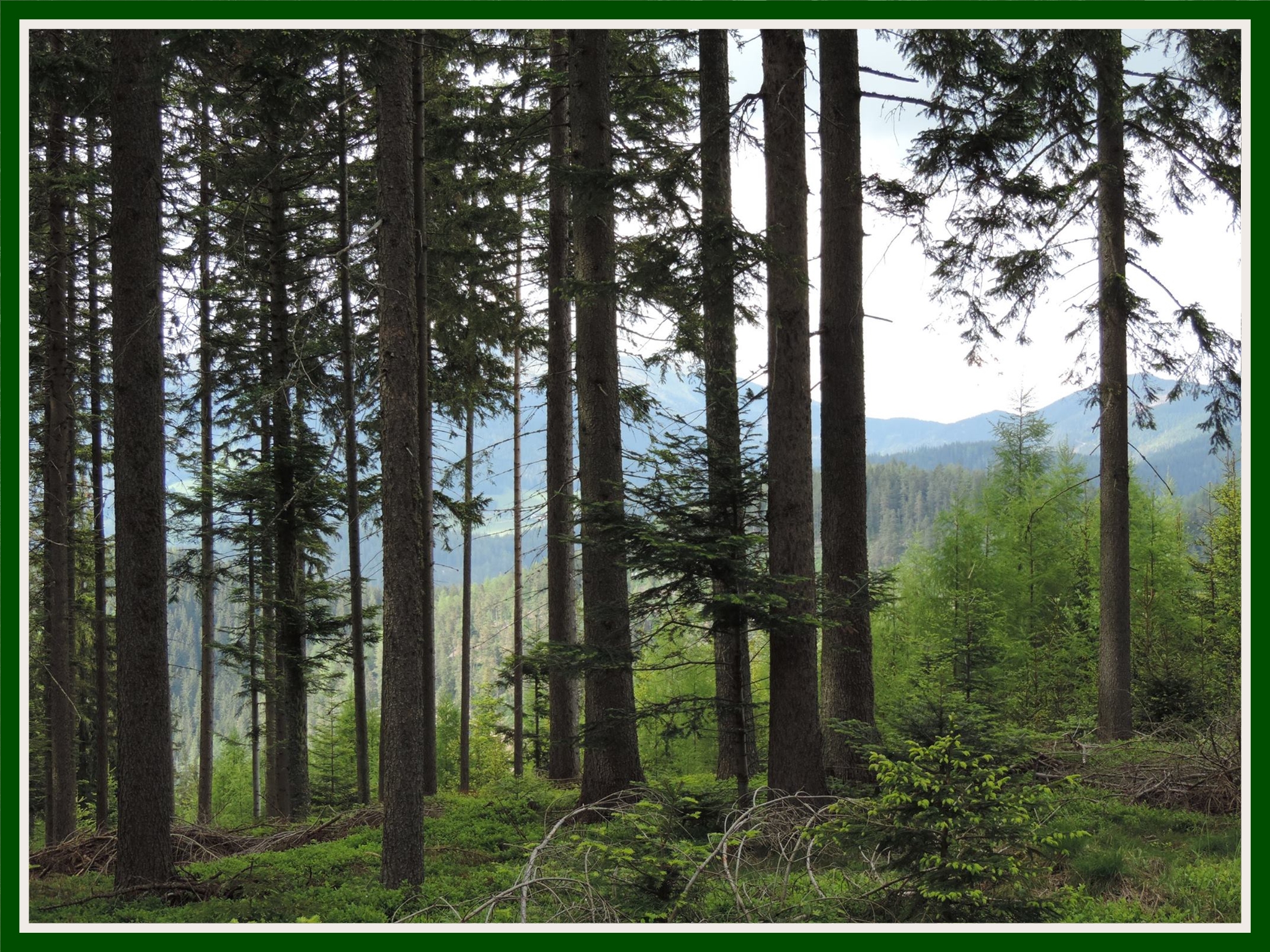 Wald 2