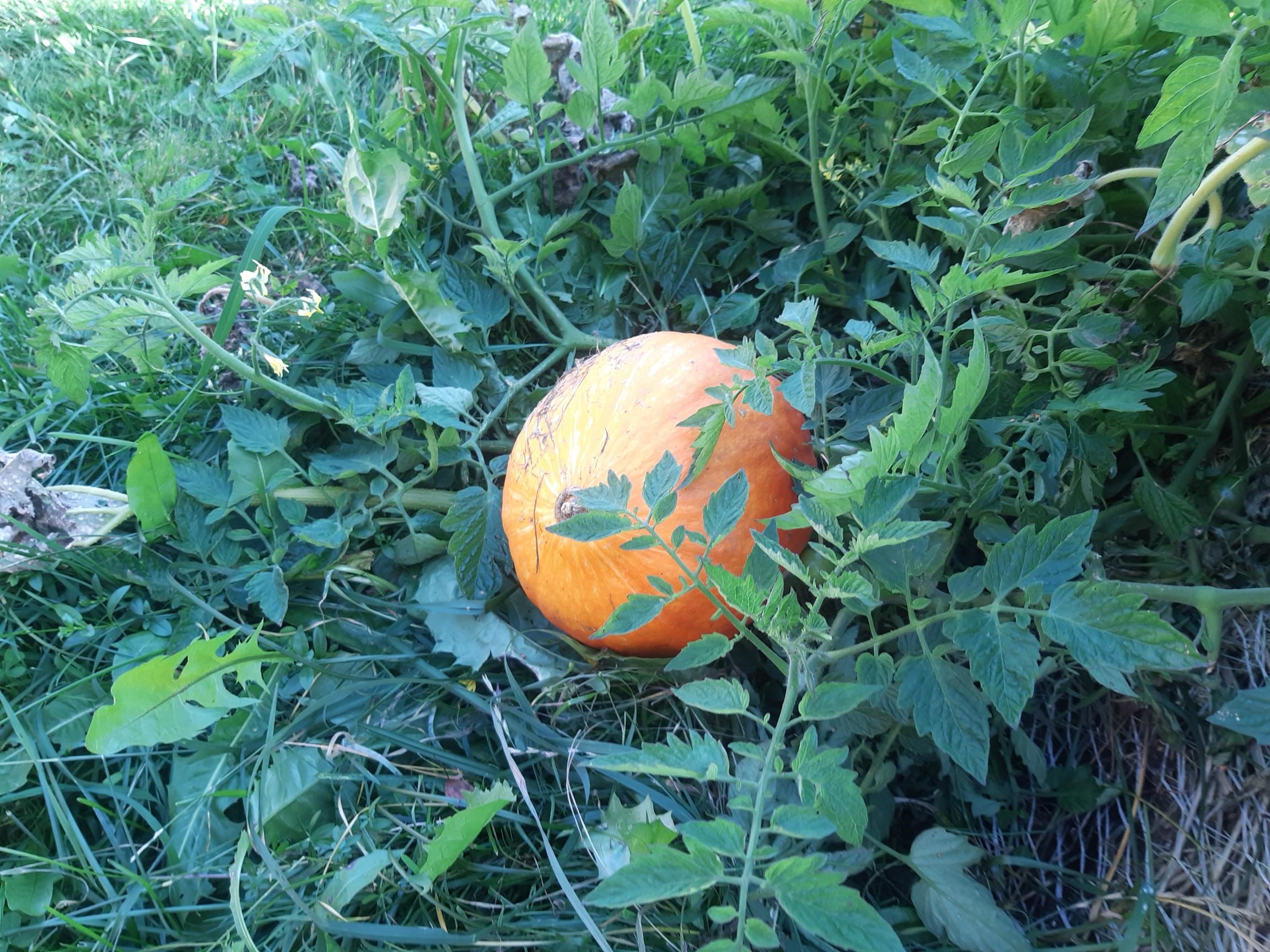 Der Mond ist in den Garten gefallen