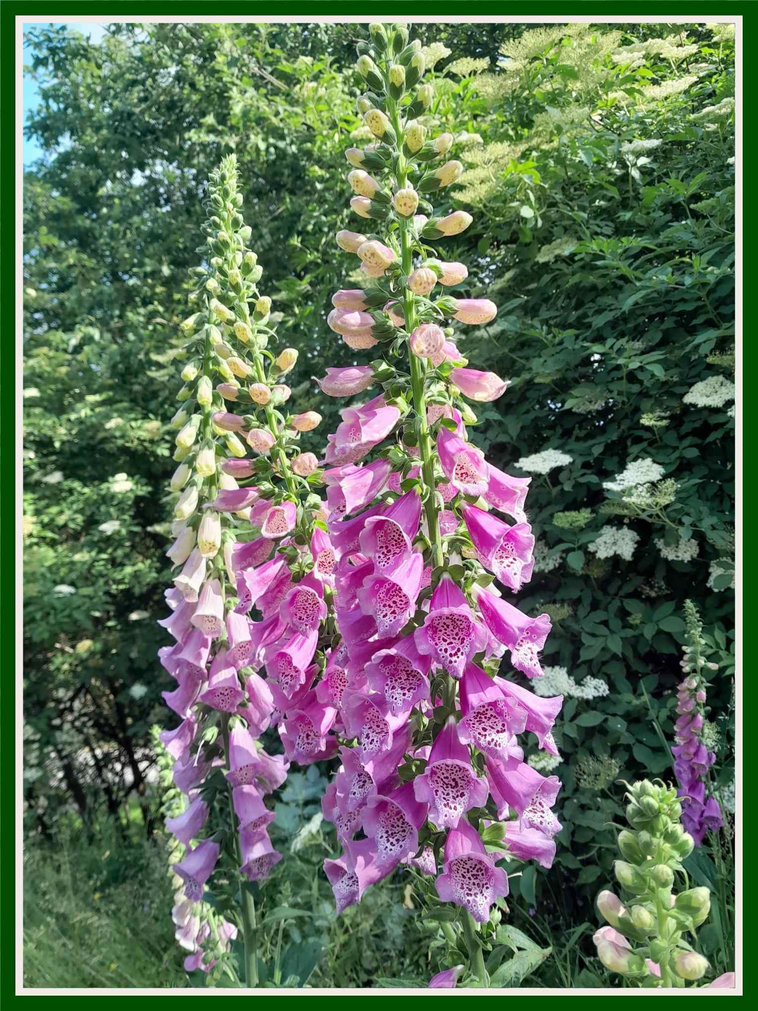 Digitalis