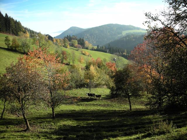 Blick in die Wiese Fotogalerie