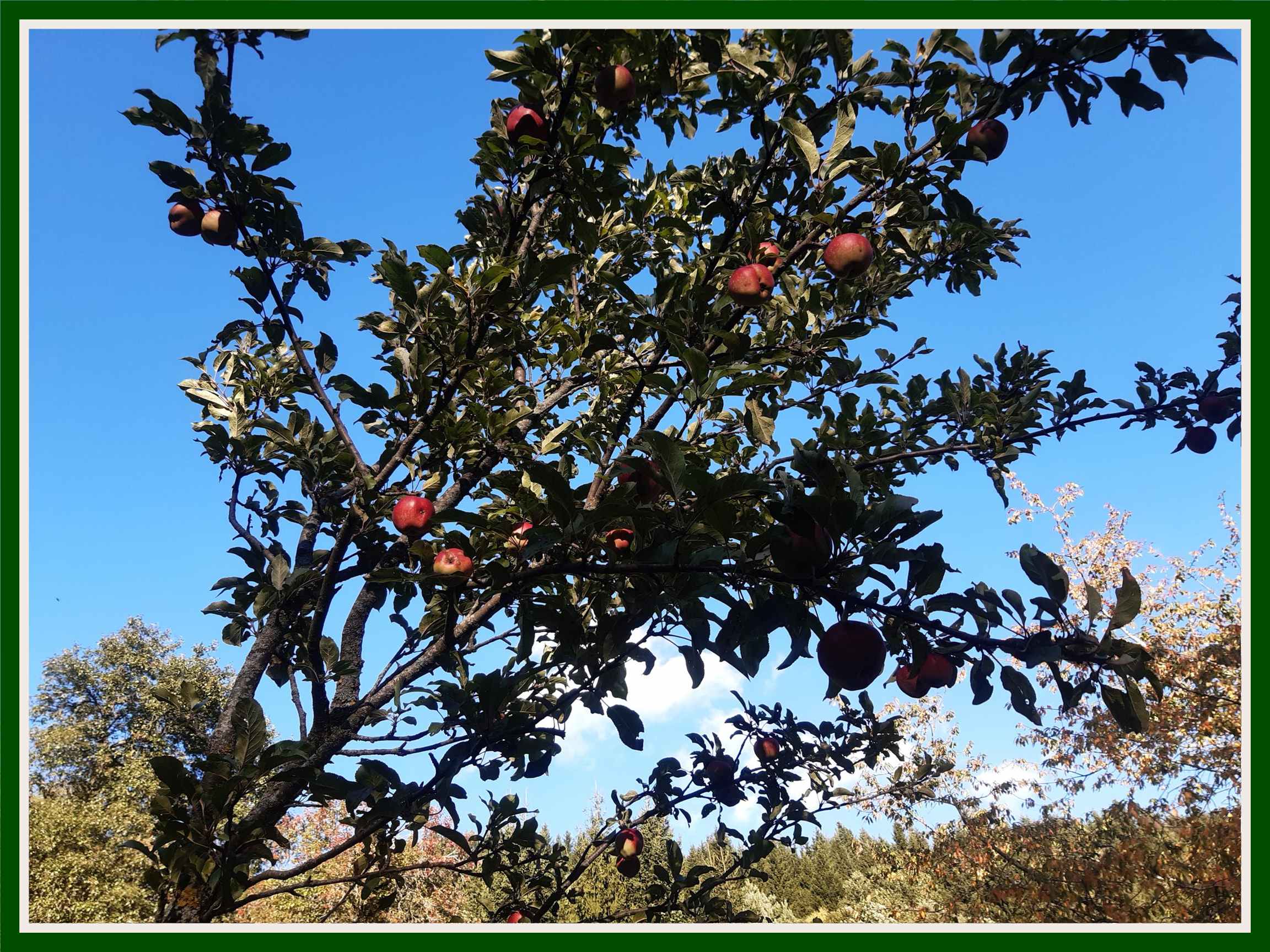 Apfelbaum 2